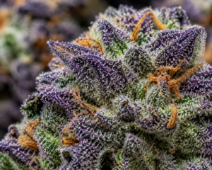 Macro trichomes et pistils colorés sur la fleur Fruit Pebbles OG